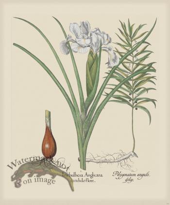 Besler 198 Colored  B2